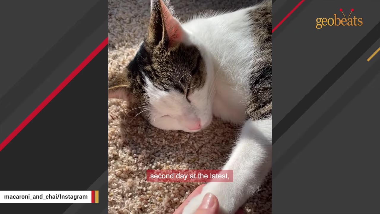 A close-up shot of a sleeping white and brown tabby kitten lying on a carpet while a person's hand gently holds its front paw.