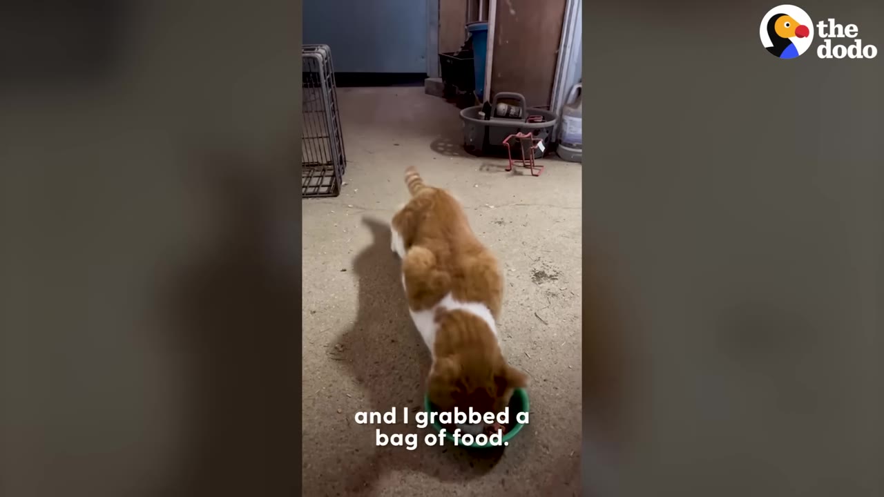 An orange and white cat eating from a green bowl on a concrete floor, with text overlay reading 'and I grabbed a bag of food.'