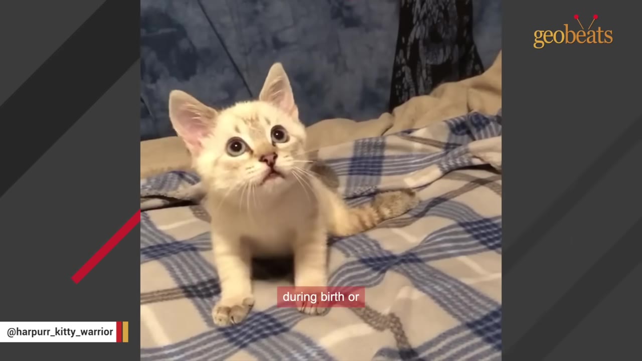 A light-colored kitten with dark ears and blue eyes sits on a blue and white plaid blanket, looking upward.