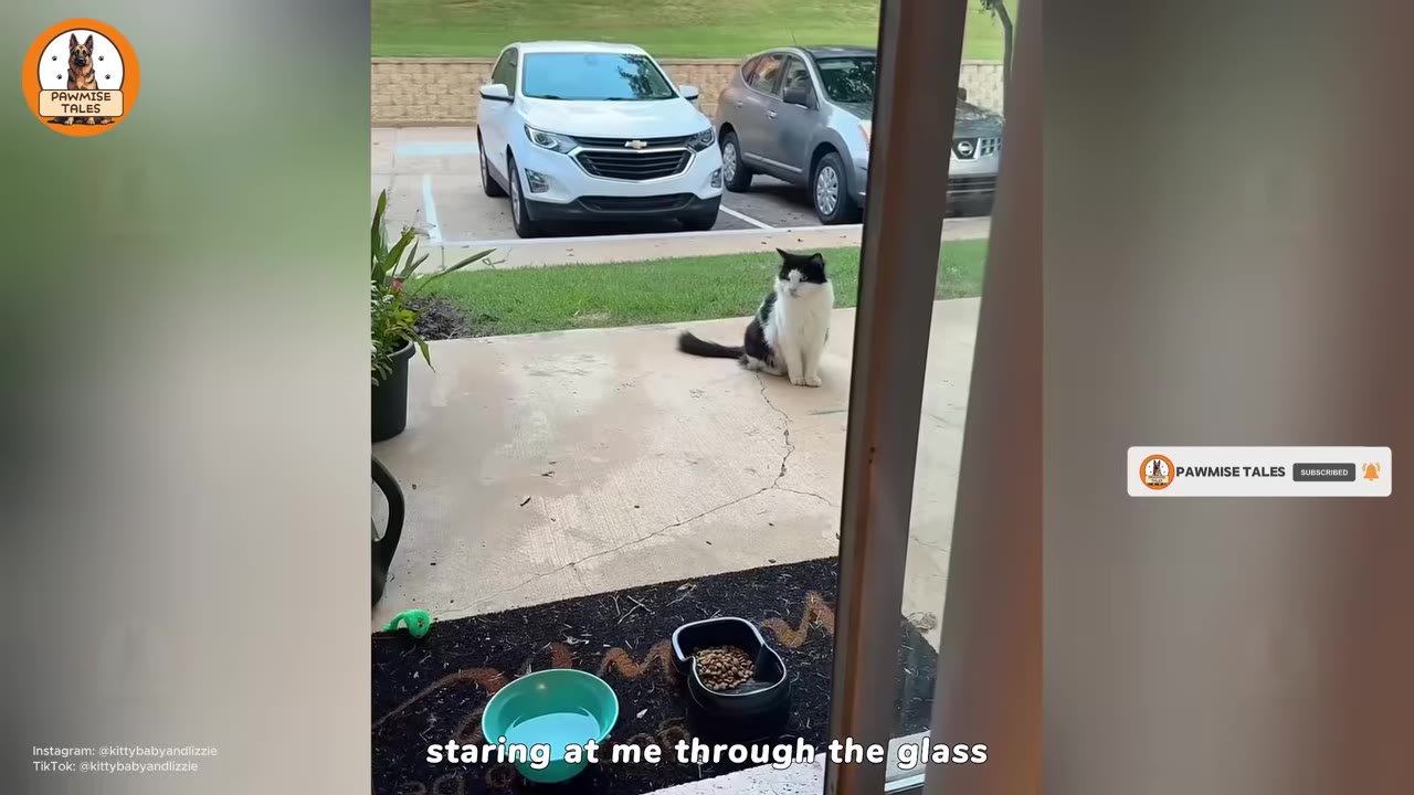 A fluffy black and white cat sits on a concrete patio outside a sliding glass door, looking toward the camera.