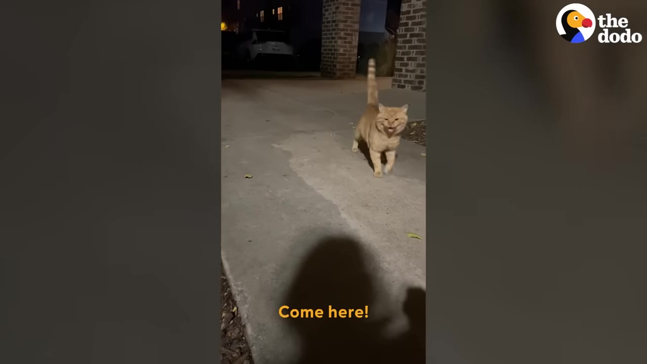 An orange tabby cat walks forward on a concrete path at night, looking towards the camera.