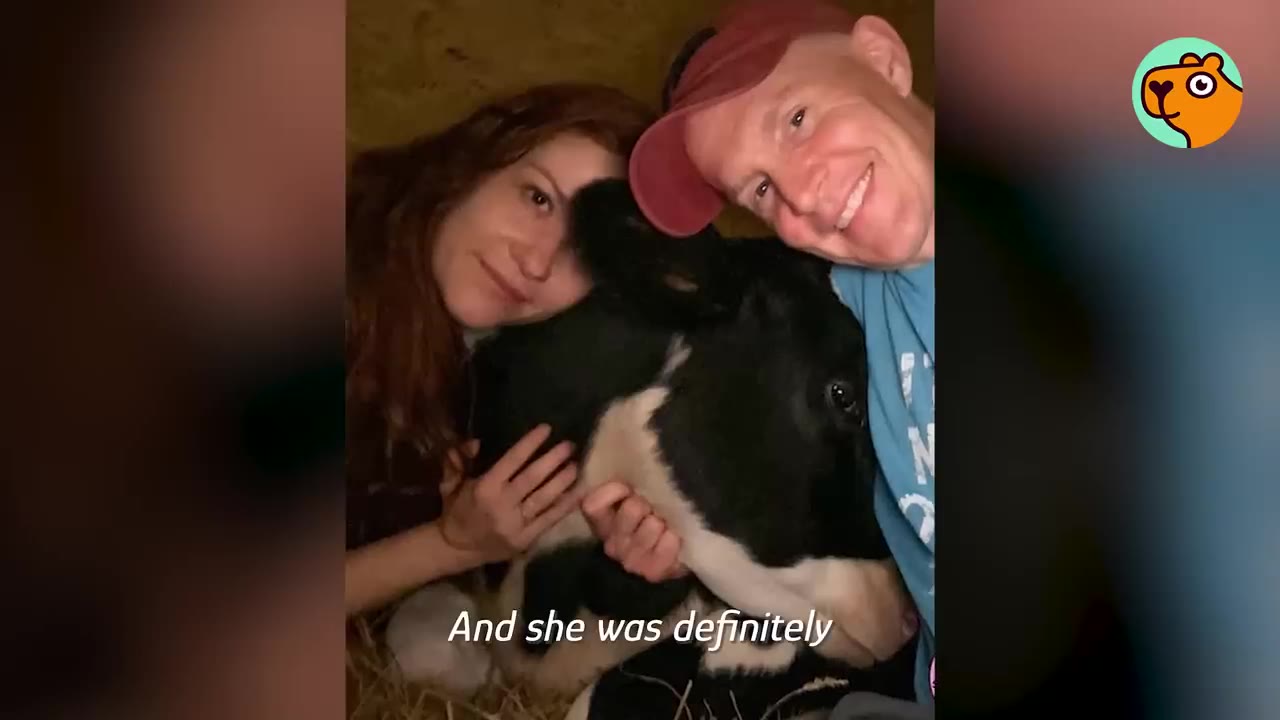 A smiling man and woman cuddle a black-and-white calf lying on hay inside an enclosed space.