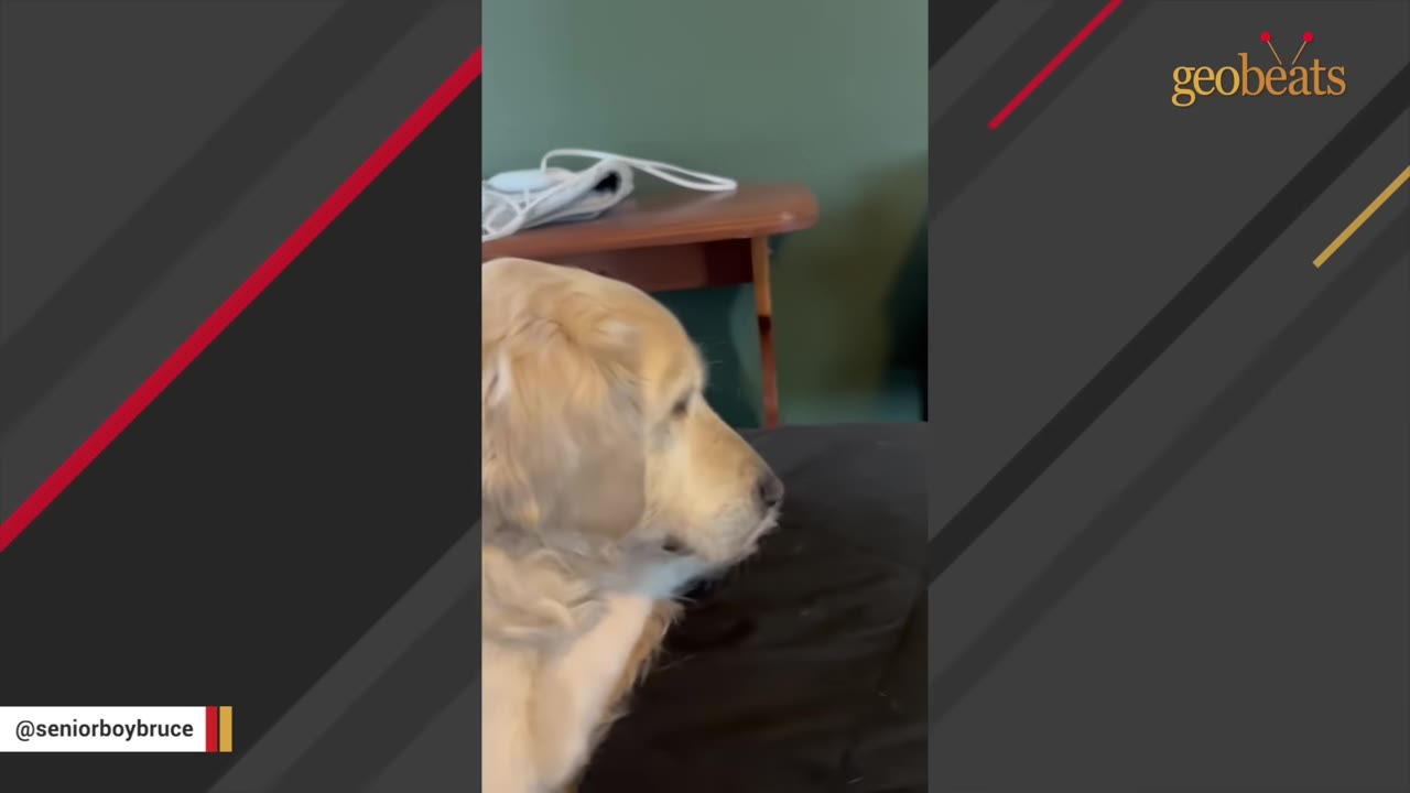 A golden retriever dog sitting on a dark bed, looking intently to the side.