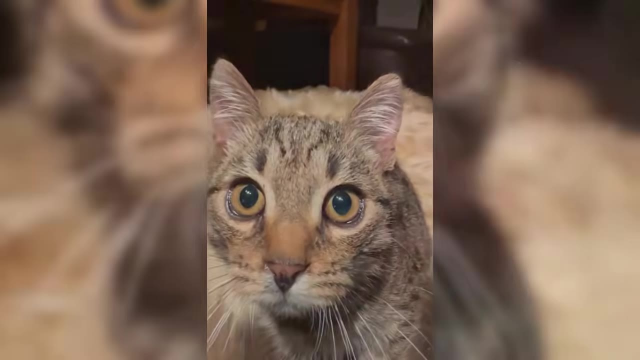 A close-up shot of a brown tabby cat with wide, expressive eyes looking directly at the camera.