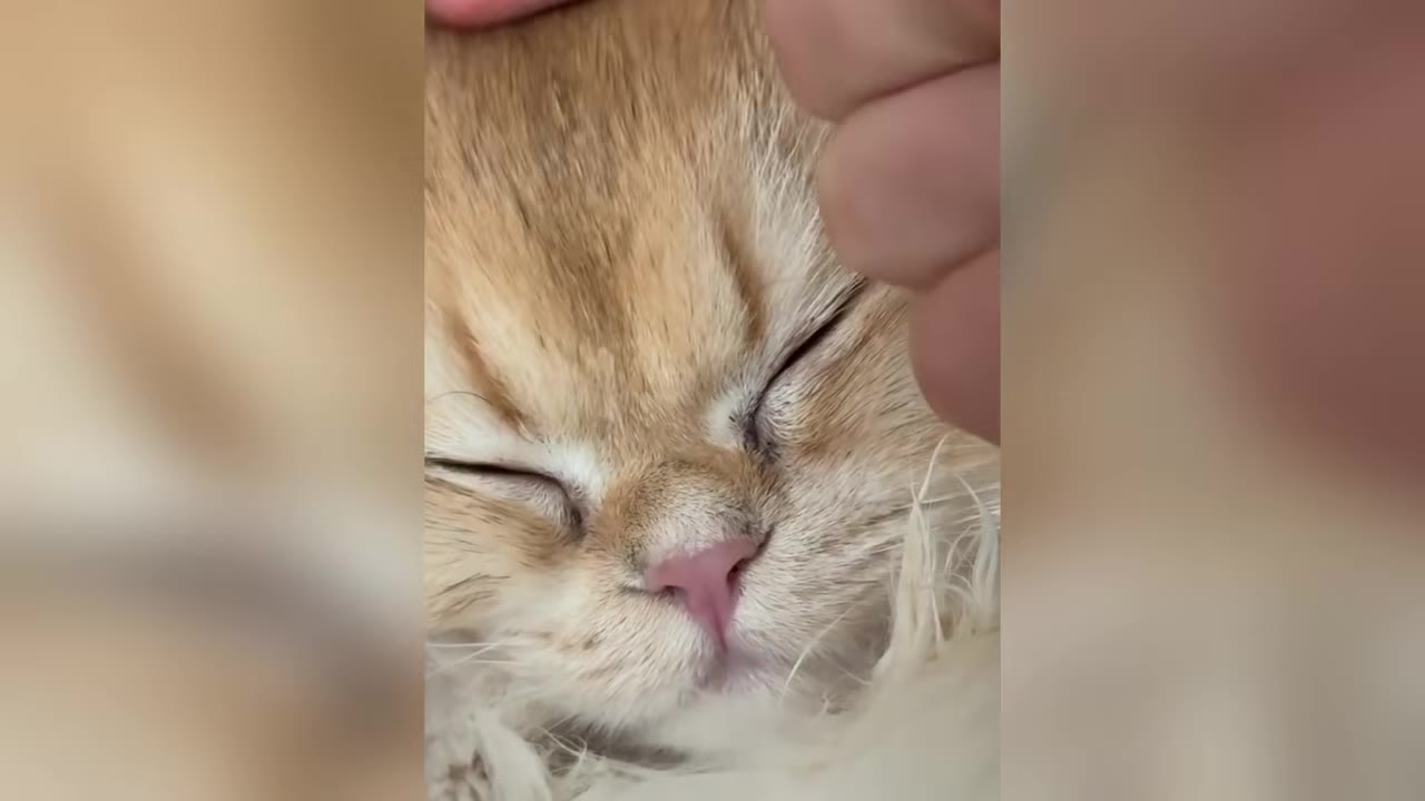 A close-up shot of a sleeping golden-furred kitten being gently petted on its head.