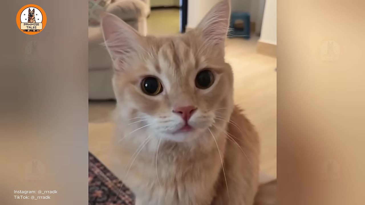 A close-up shot of an orange tabby cat looking directly at the camera with wide, curious eyes.