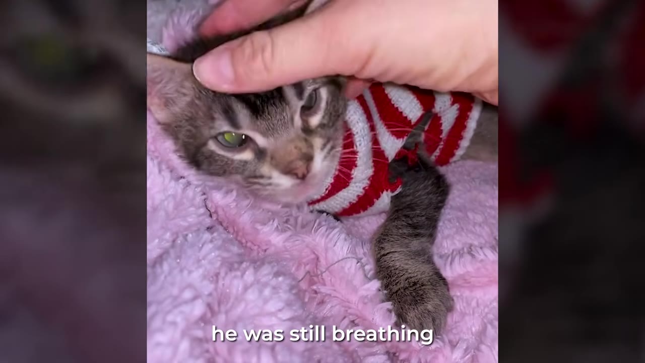 A close-up of a small tabby kitten wearing a red and white striped sweater, wrapped in a pink fleece blanket, being gently petted on the head by a person's hand.