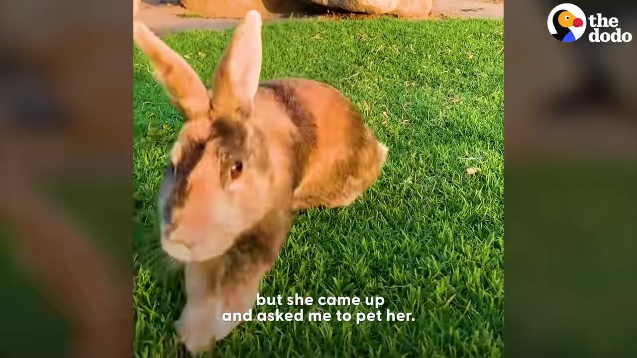 A brown and tan rabbit hopping forward on green grass towards the camera.
