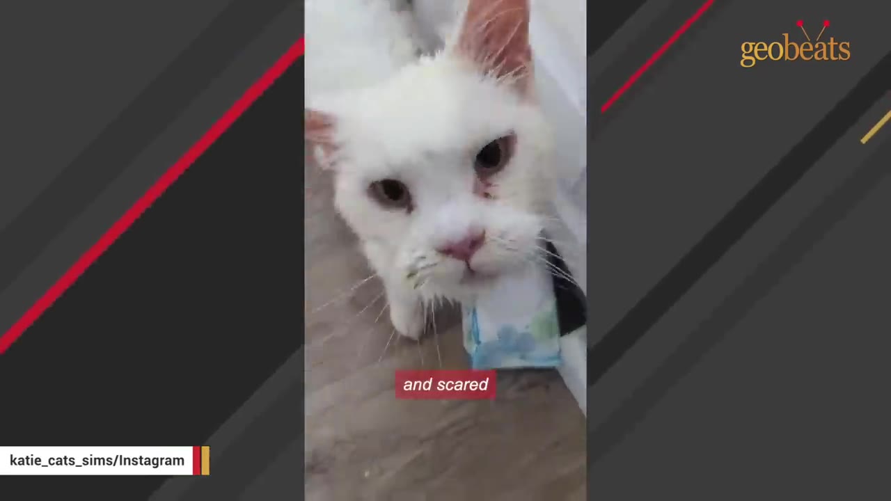 A close-up shot of a white cat with a bandage on its front leg, looking directly at the camera with a sad expression.