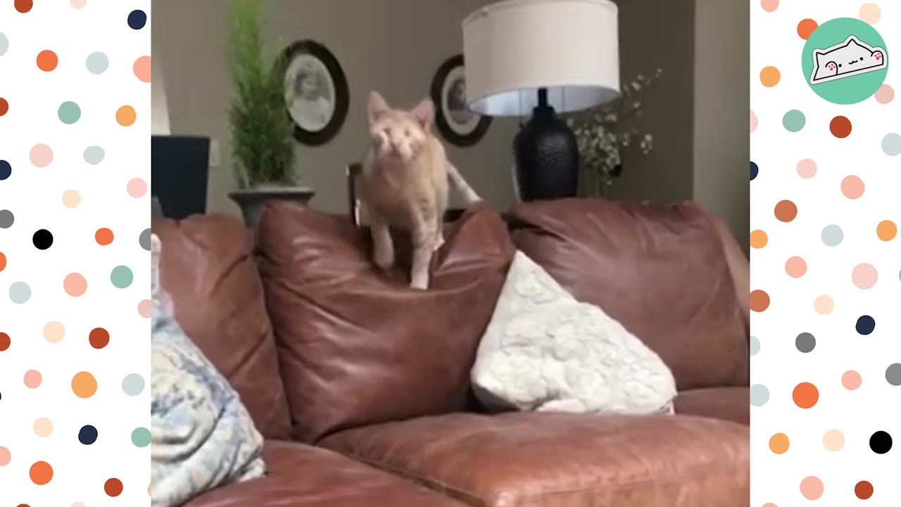 An orange cat with closed eyes standing on the back cushion of a brown leather couch.