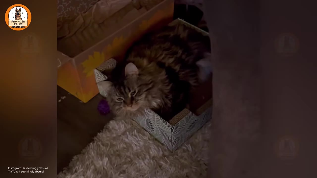 A fluffy long-haired tabby cat sits inside a small cardboard box on a white rug, looking up with a solemn expression.