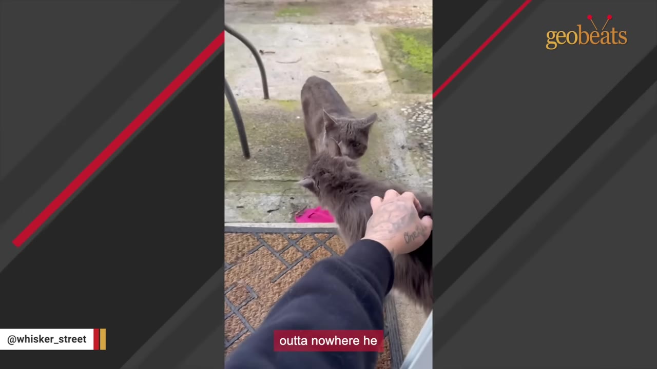 A person's hand with tattoos gently pets a fluffy grey cat at a doorway, while another grey cat stands nearby in the background.