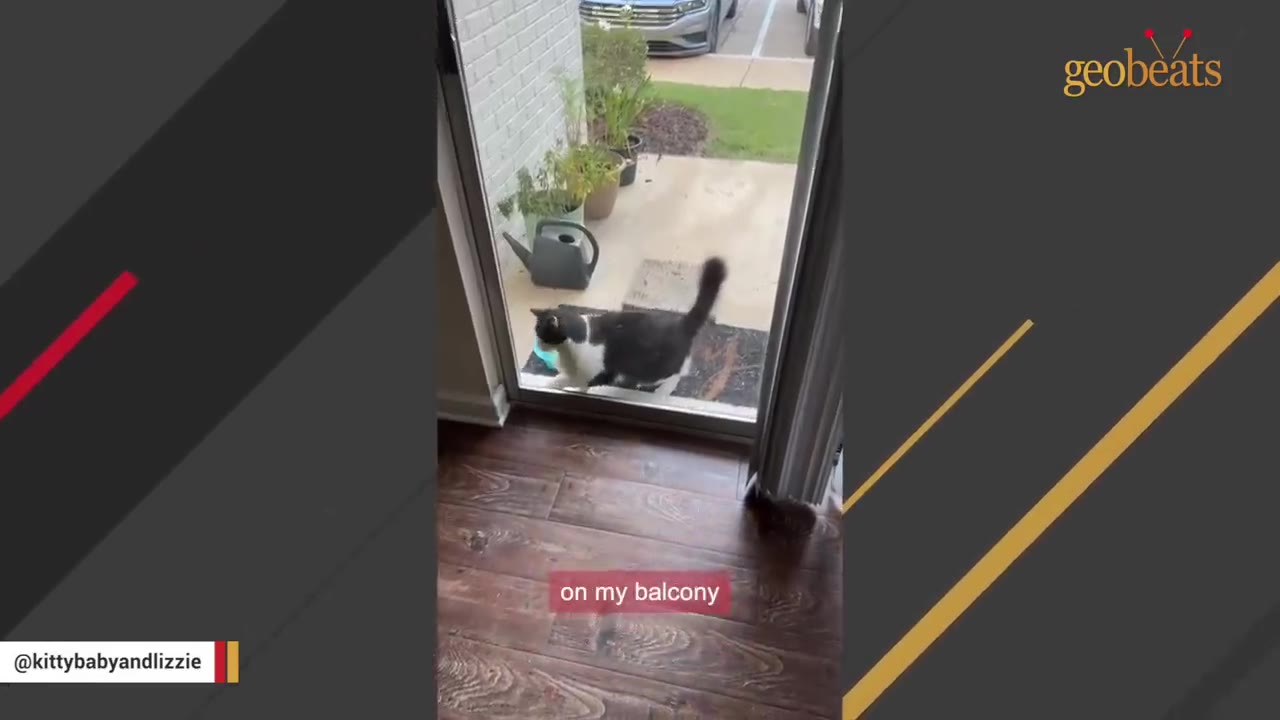 A black and white cat walks up to a sliding glass patio door from the outside.