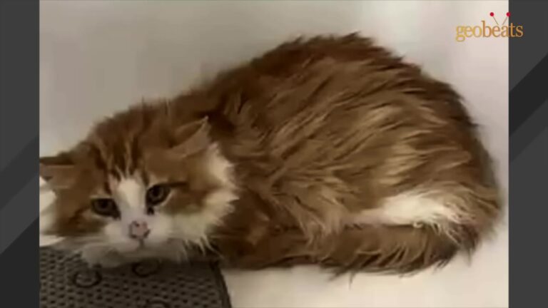 NY Cat Was Scheduled To Be Put Down For Being Shy, But One Simple Kitchen Tool Changed Everything