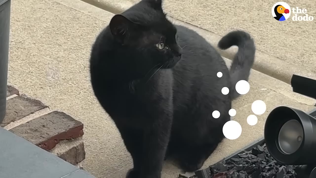 A black cat sitting on a concrete walkway, looking over its shoulder.