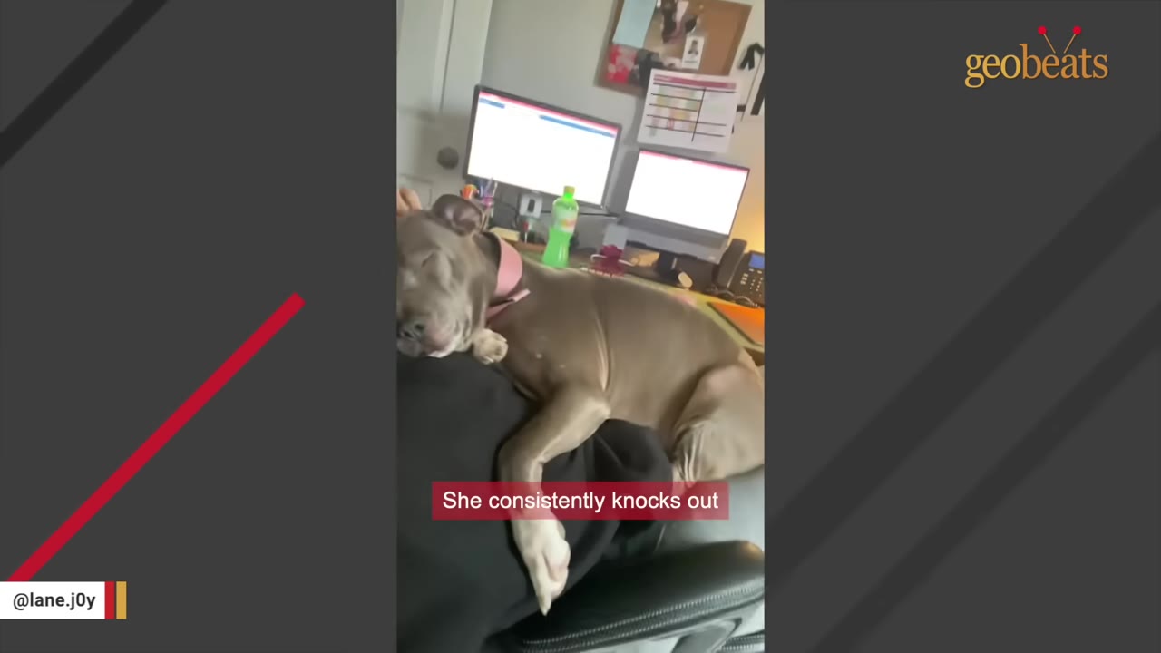 A grey dog with a pink collar sleeps soundly, draped over its owner's shoulder while they sit in an office chair in front of computer monitors.