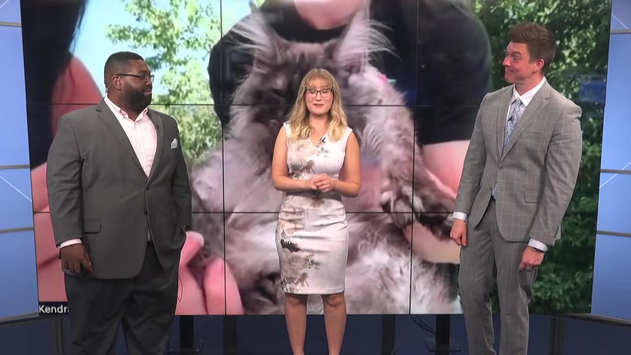 Three television presenters stand in a studio in front of a large screen displaying a close-up image of a fluffy grey cat's large paws.