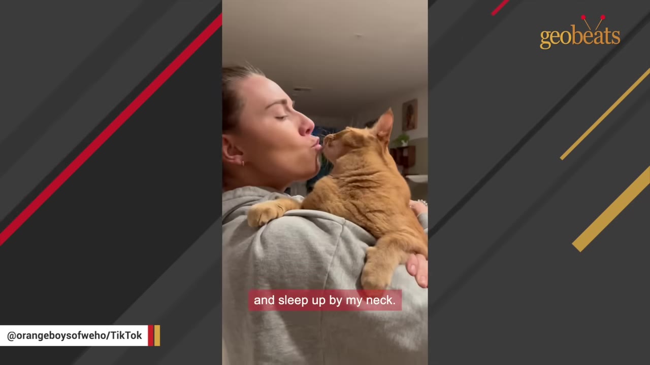 An orange cat being held by a person who is kissing the cat's nose.