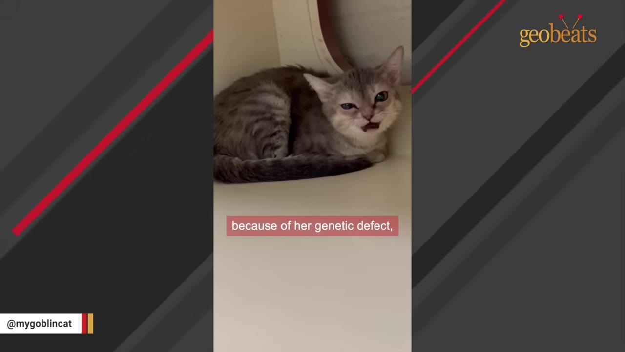 A small grey tabby kitten with its mouth open as if meowing, sitting inside a white shelter enclosure.