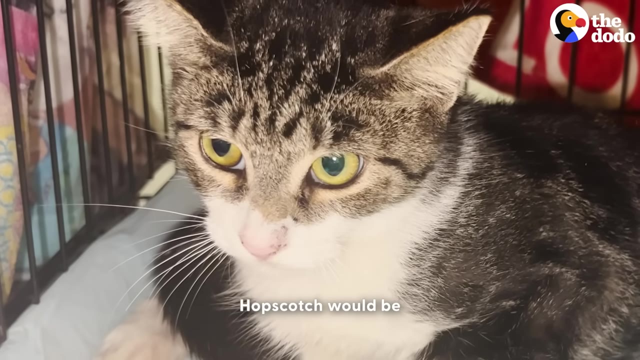 A close-up of a tabby and white kitten with large, sad yellow eyes looking down inside a wire crate.