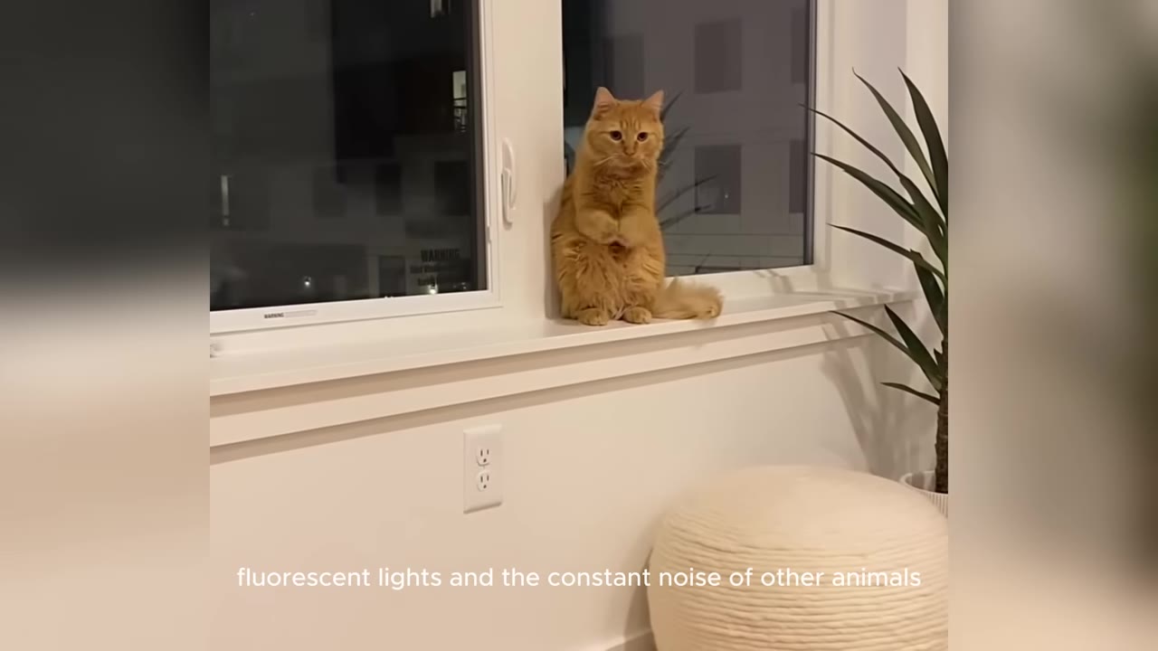 An orange tabby cat sitting upright on a white windowsill next to a window and a potted plant.