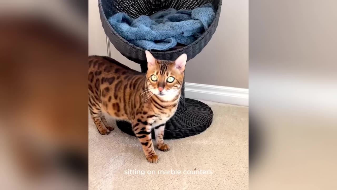 A spotted Bengal cat stands on a carpeted floor next to a black wicker cat bed with a blue blanket inside, looking directly at the camera.