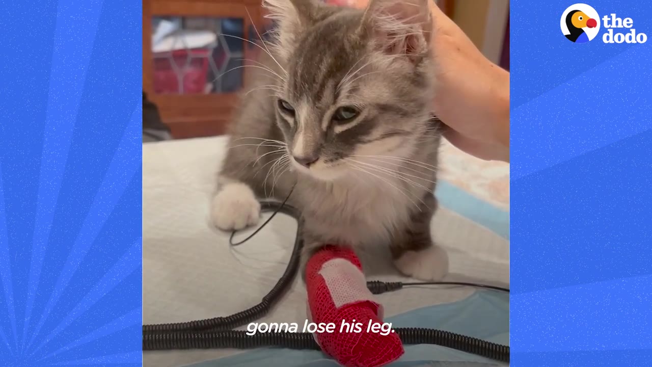A fluffy grey and white kitten with a red bandage on its front right leg is being gently petted on the head by a person's hand.