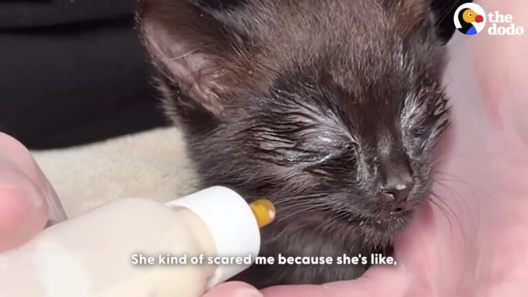 Texas Kitten Found With Her Eyes Matted Shut Gets The Beautiful Second Chance She Needed