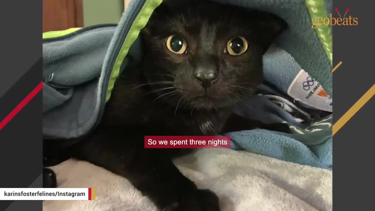 A close-up of a black cat with wide, golden eyes looking out from underneath a blue and green fleece blanket.