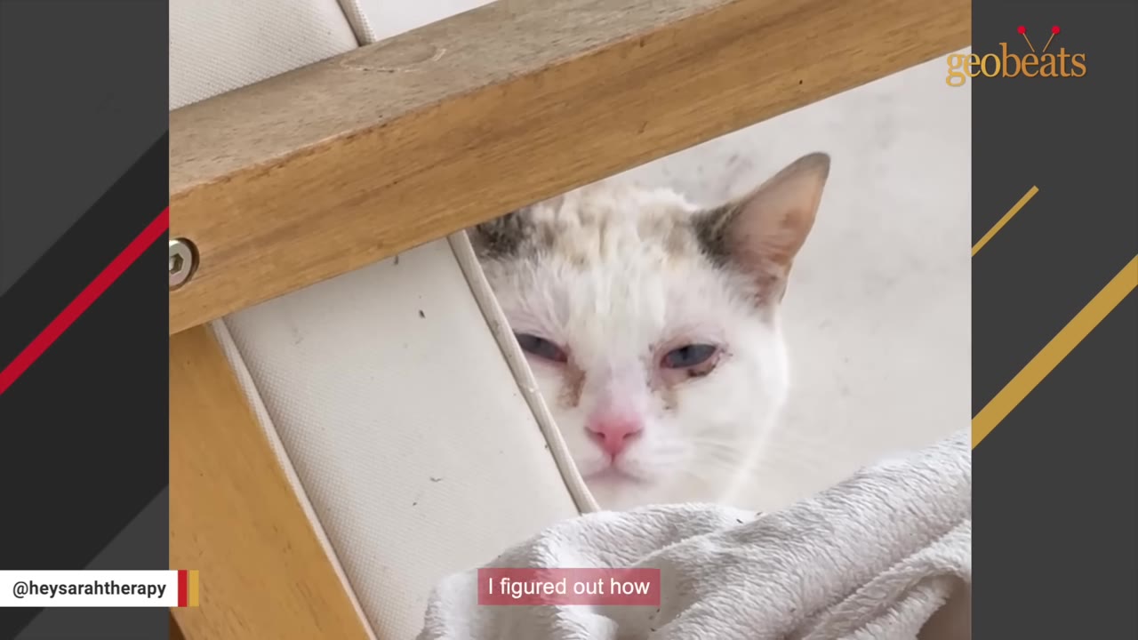 A close-up shot of a skittish white kitten with blue eyes peeking out from behind a wooden chair frame.