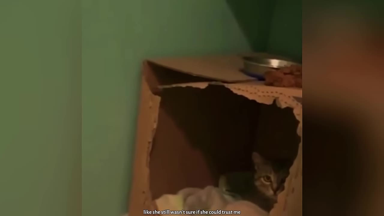 A small tabby cat sits inside a makeshift cardboard nesting box in the corner of a room with green walls.