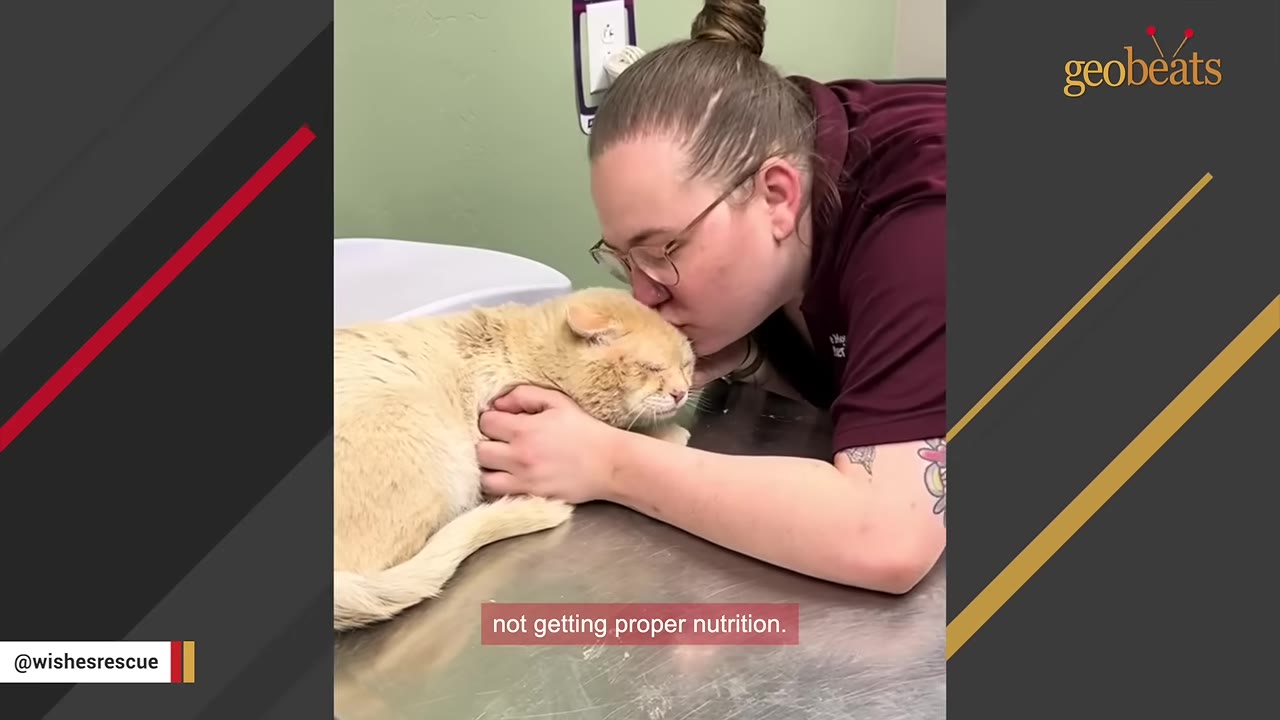A woman wearing glasses and a maroon shirt kisses a light orange cat on the head as it rests on a metal examination table.