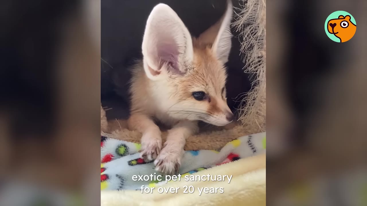 A close-up of a fennec fox with large ears resting inside a cozy, dark shelter on a patterned blanket.