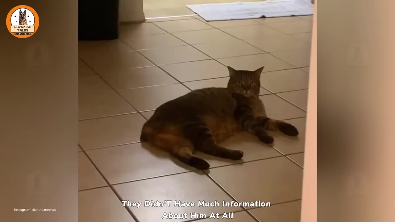 A brown tabby cat lying on a tiled floor, looking directly at the camera.