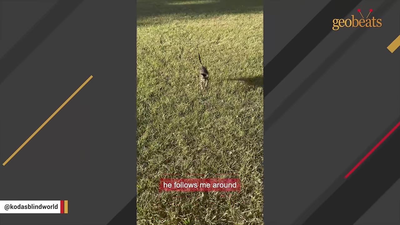 A small tabby kitten walking through a grassy field, following behind someone.
