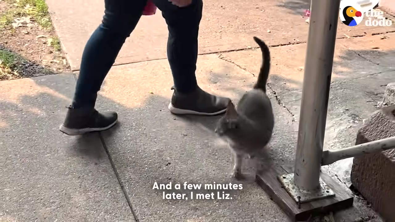 A person's legs in dark pants and boots walking behind a friendly grey cat on a concrete sidewalk.