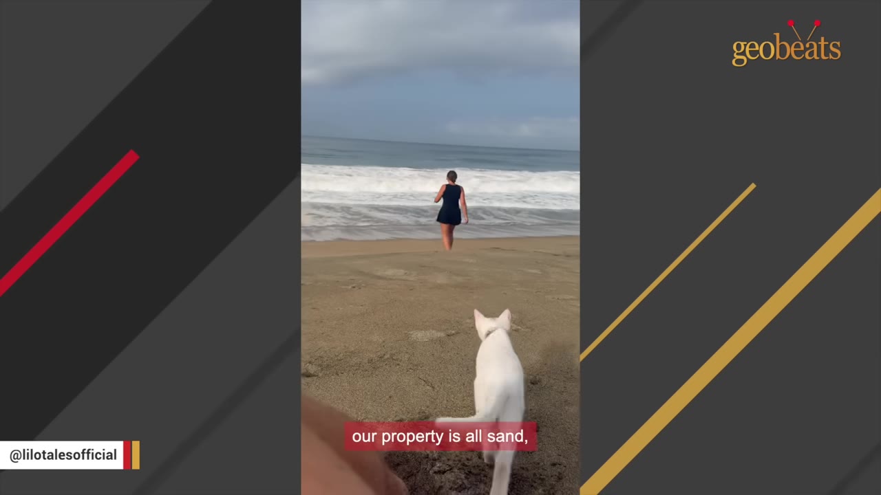 A white cat walks on a sandy beach towards a woman standing near the ocean waves.