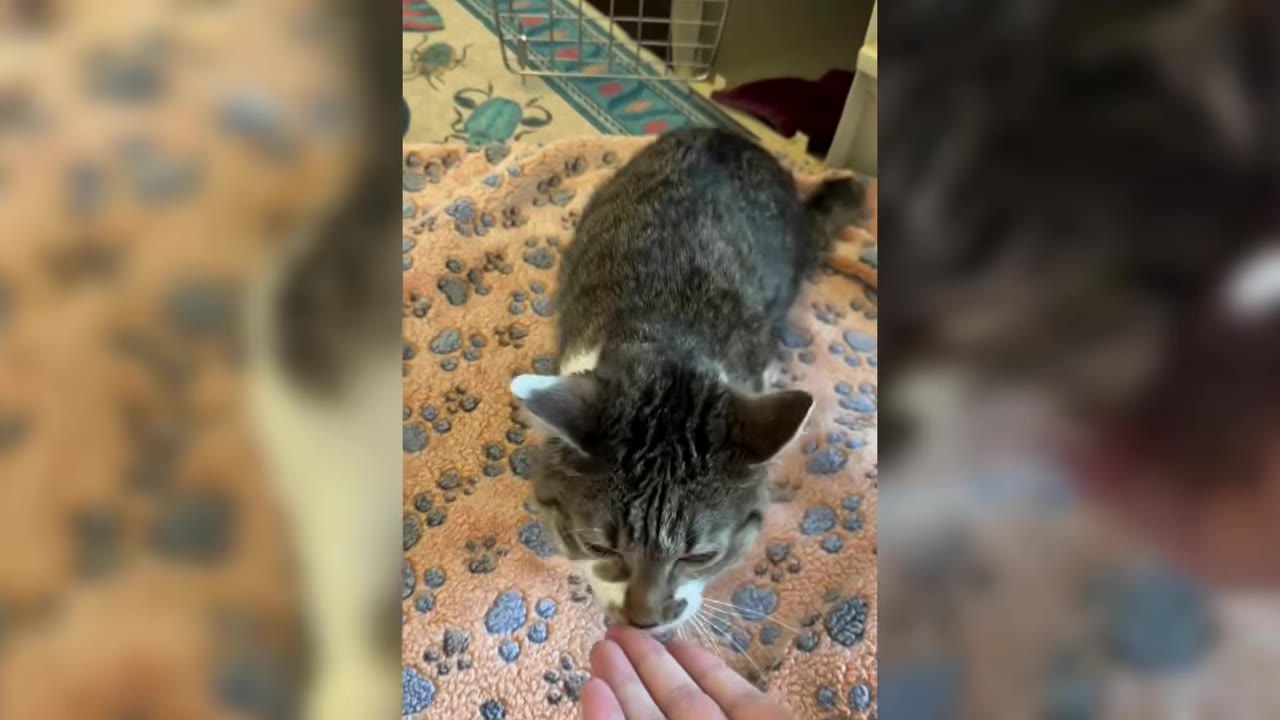 A tabby and white kitten sits on a brown blanket with blue paw prints, sniffing a person's outstretched fingers.