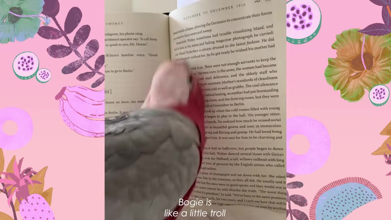 A pink and grey galah cockatoo stands in front of an open book, looking towards the pages.