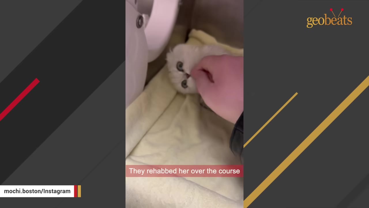 A small white kitten lying on a yellow blanket inside a shelter enclosure is gently petted on the head by a person's hand.