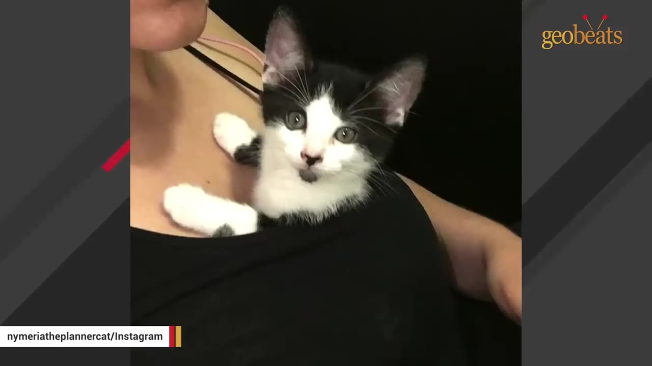 A small black and white kitten nestled inside the front of a person's black shirt, looking directly at the camera.