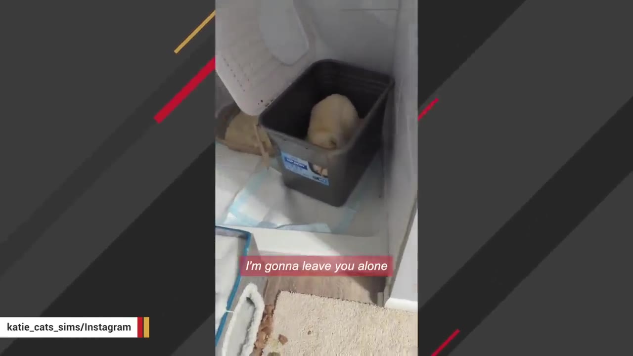 A small, light-colored cat curled up inside a dark grey plastic bin in the corner of a bathroom.