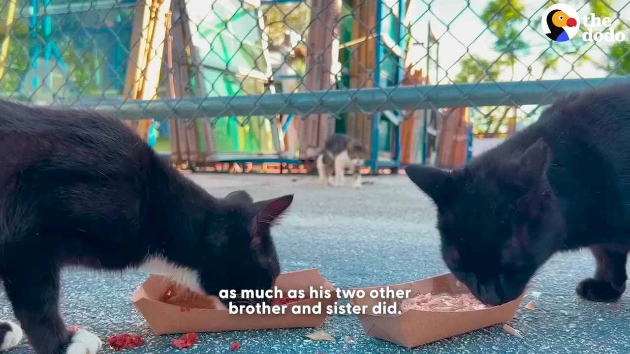 Two black cats eat food from small paper trays in the foreground while a small tabby and white kitten stands far in the background near a chain-link fence.