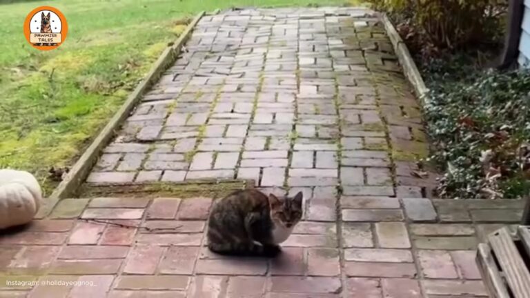Georgia Couple Spots A Stray Hiding Under Their Shed, But One Small Gesture Changes Everything