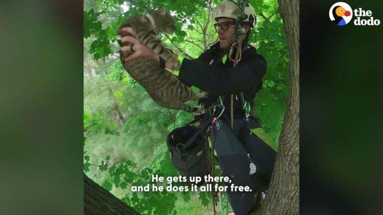 New Jersey Cat Missing For Days Gets A Heroic Rescue That Brings His Panicked Family To Tears