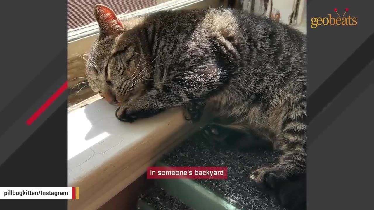 A tabby cat sleeping peacefully on a sunny windowsill.