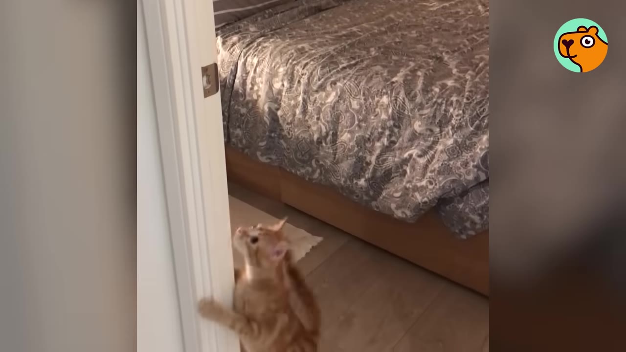 An orange kitten standing on its hind legs and leaning against a white doorframe, looking up curiously.
