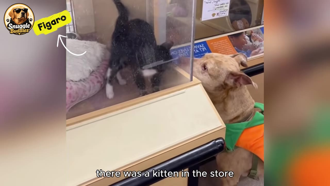 A black and white kitten named Figaro inside a glass display case at a store, with a light brown dog wearing a green and orange vest looking up at it.