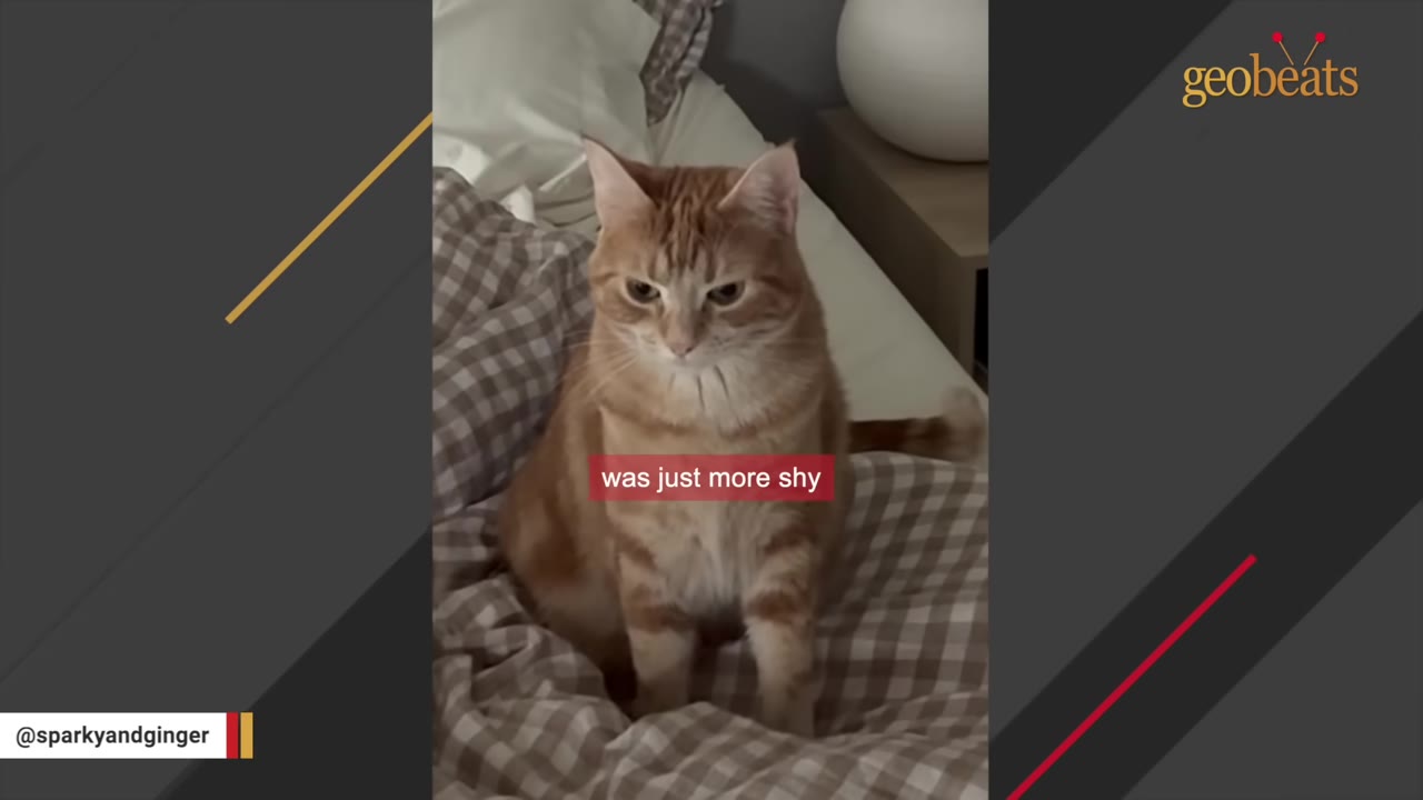 An orange tabby cat sitting on a brown and white checkered blanket, looking down with a shy expression.
