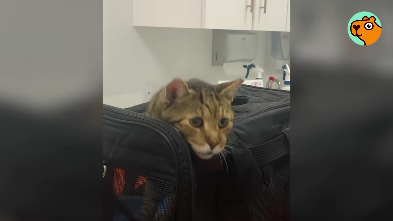 A brown tabby cat peeks out from a black pet carrier bag in a clinic or shelter setting.